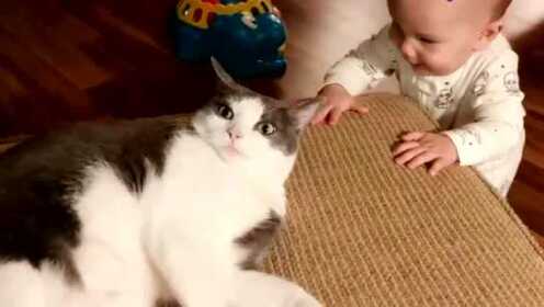 宝宝好奇逗高冷猫猫